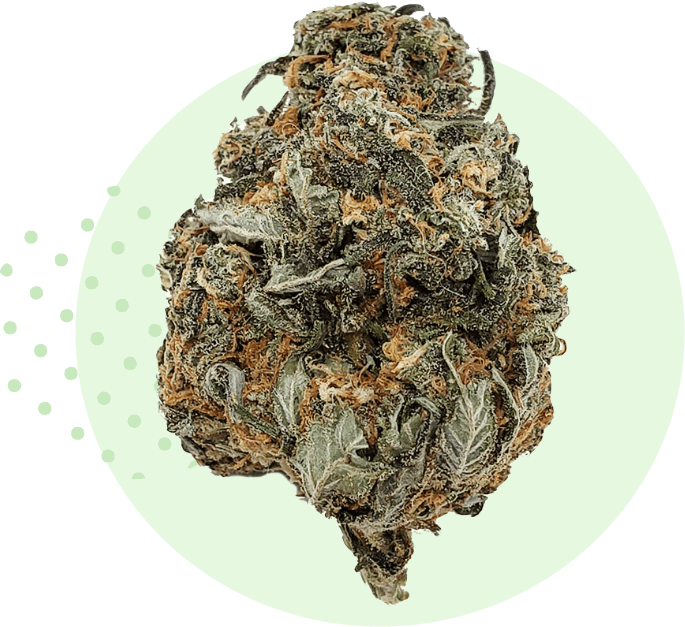 Close-up of a premium cannabis flower bud sold at Verdant Leaf Co.
